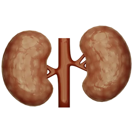 Kidney  3D Icon