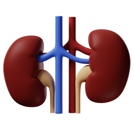 Kidney  3D Icon