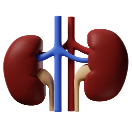 Kidney  3D Icon