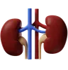 Kidney