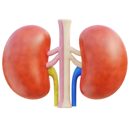 Kidney  3D Icon