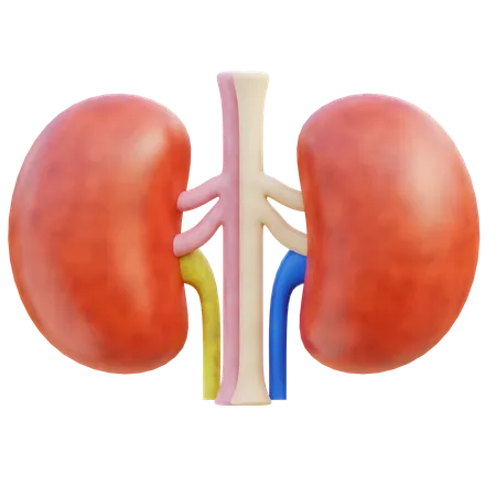 Kidney  3D Icon