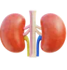 Kidney