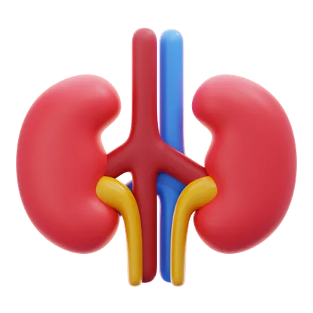 Kidney  3D Icon