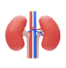 Kidney