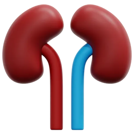 Kidney 3D Icon