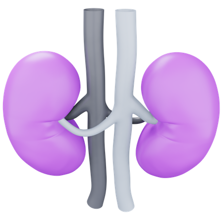 Kidney  3D Icon