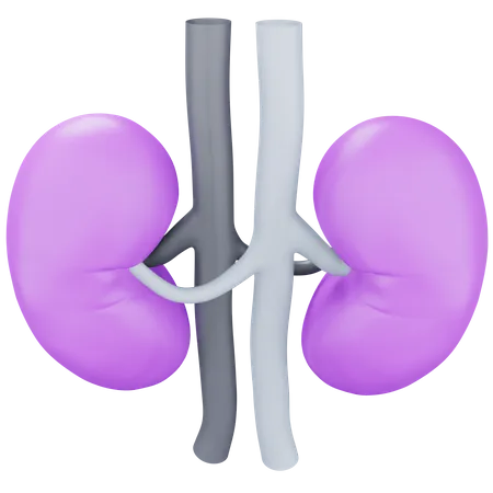 Kidney  3D Icon