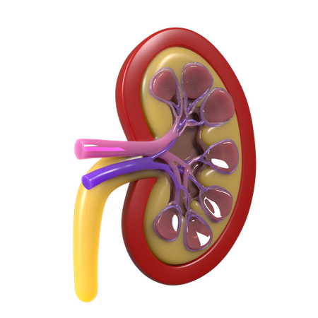 Kidney  3D Icon