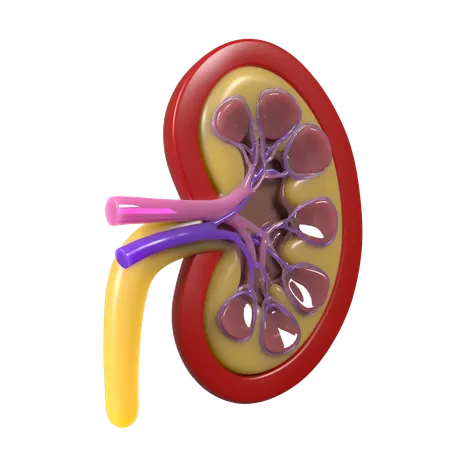 Kidney  3D Icon