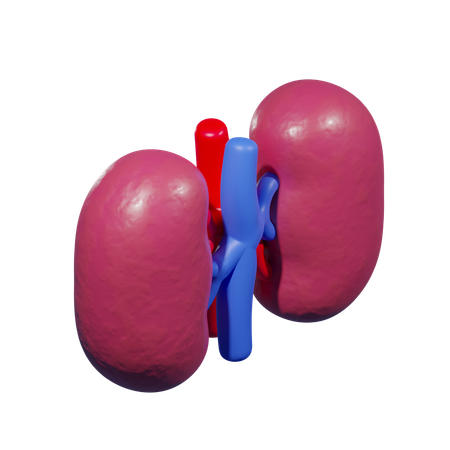 Kidney  3D Icon