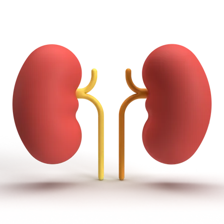 Kidney  3D Icon