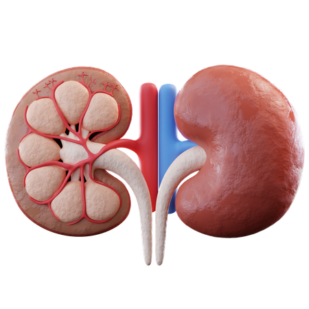 Kidney  3D Icon