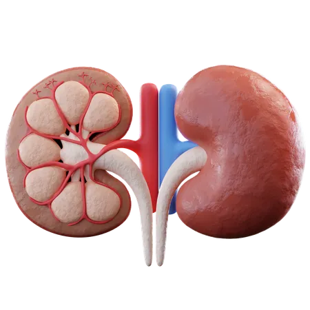 Kidney  3D Icon