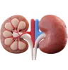 Kidney