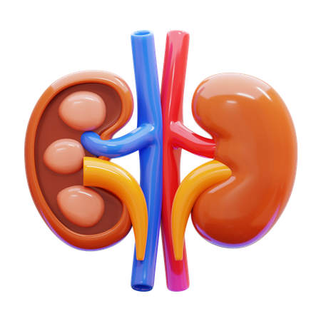 Kidney  3D Icon