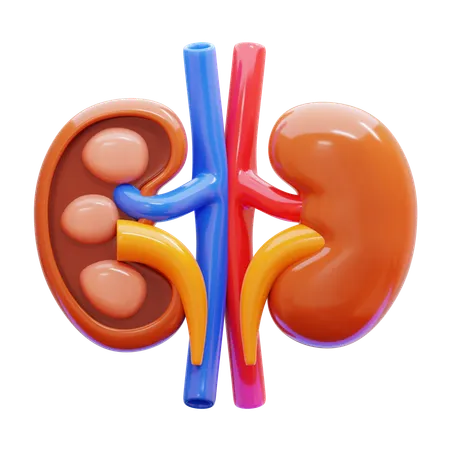 Kidney  3D Icon