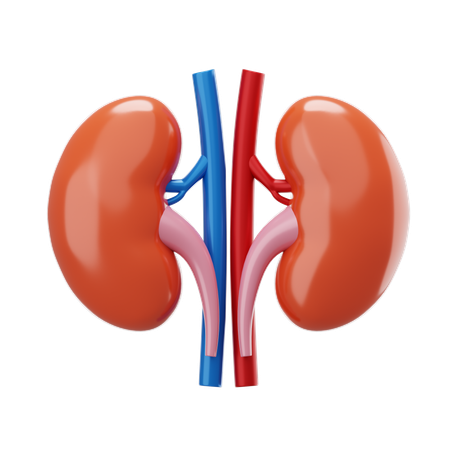 Kidney  3D Icon