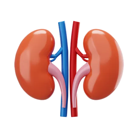 Kidney  3D Icon