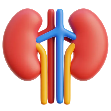 Kidney  3D Icon