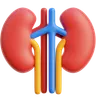 Kidney