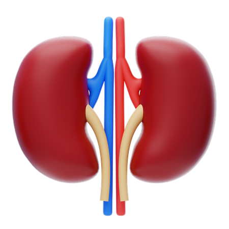 Kidney  3D Icon