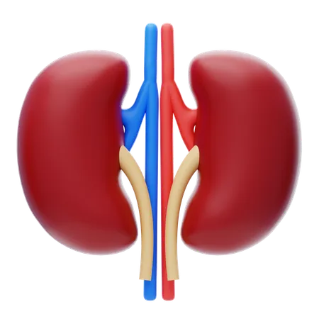 Kidney  3D Icon