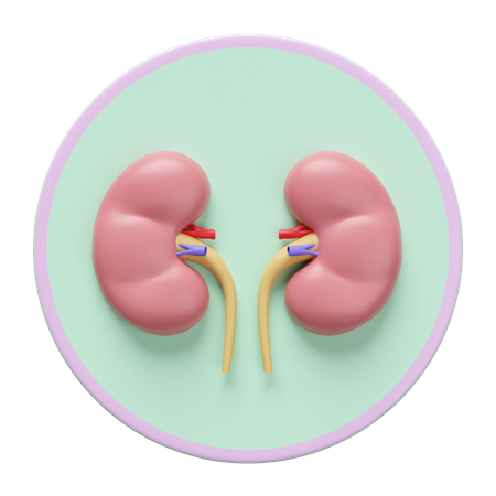 Kidney  3D Icon
