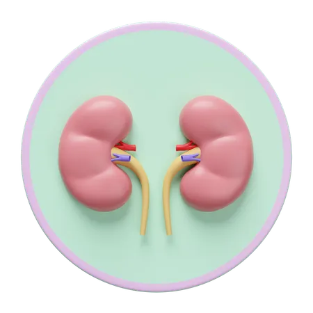 Kidney  3D Icon