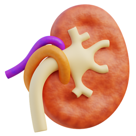 Kidney  3D Icon