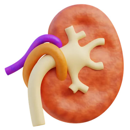 Kidney  3D Icon