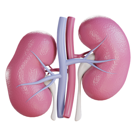 Kidney  3D Icon