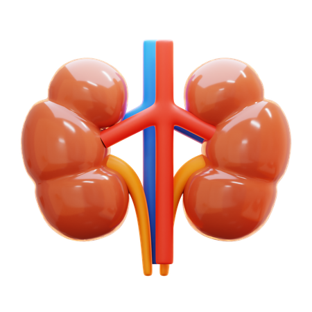 Kidney  3D Icon