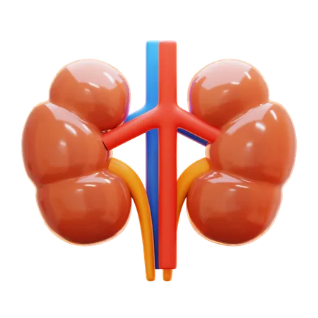 Kidney  3D Icon