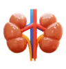 Kidney