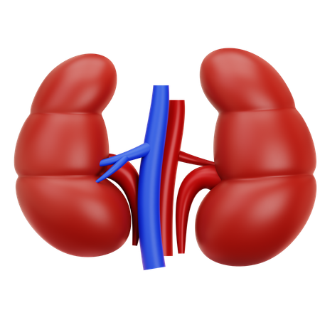 Kidney  3D Icon