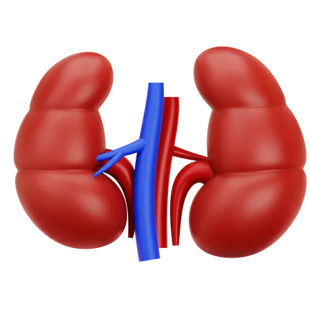 Kidney  3D Icon