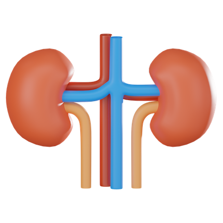 Kidney  3D Icon