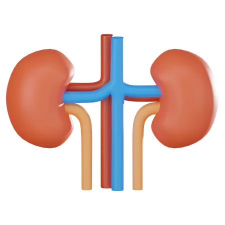 Kidney  3D Icon