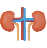 Kidney