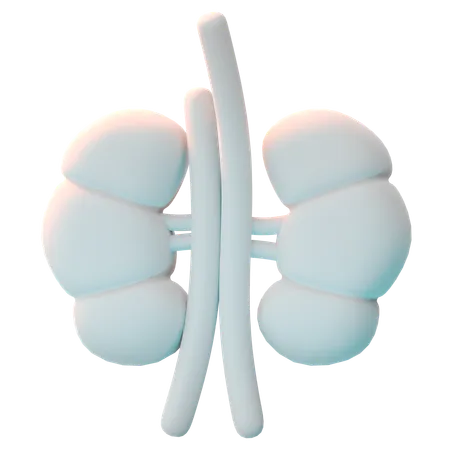 Kidney  3D Icon