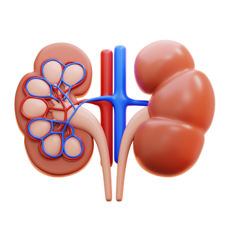 Kidney  3D Icon