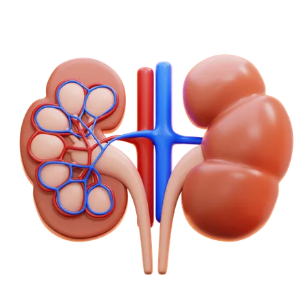 Kidney  3D Icon