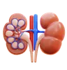 kidney