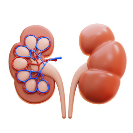 Kidney  3D Icon