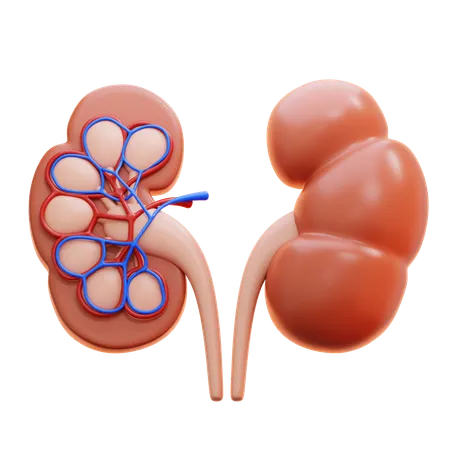 Kidney  3D Icon