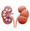 kidney