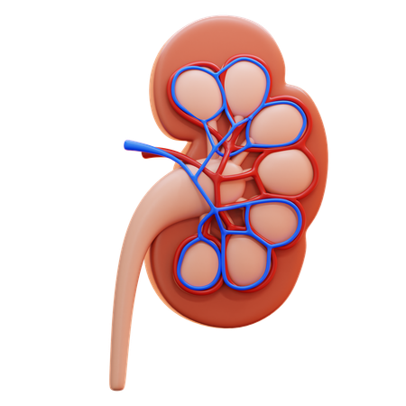 Kidney  3D Icon