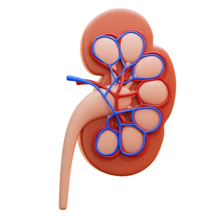 Kidney  3D Icon