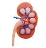 kidney